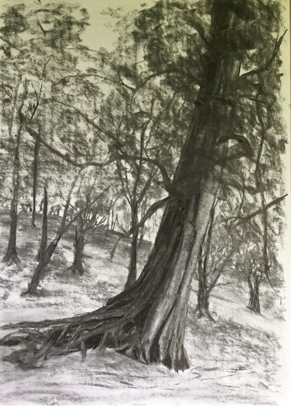 Beech tree charcoal drawing of a leaning tree by Maura O Hallora