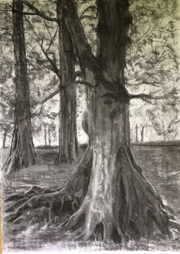 Beech Tree 2 Charcoal Drawing by Maura O Halloran