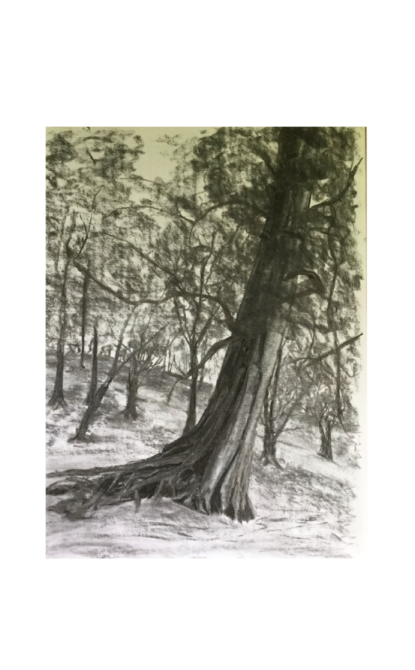 Drawing of a leaning Beech tree by Maura O Halloran
