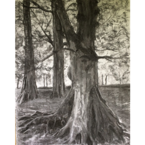 Charcoal drawing of a Bech tree by Maura O Halloran