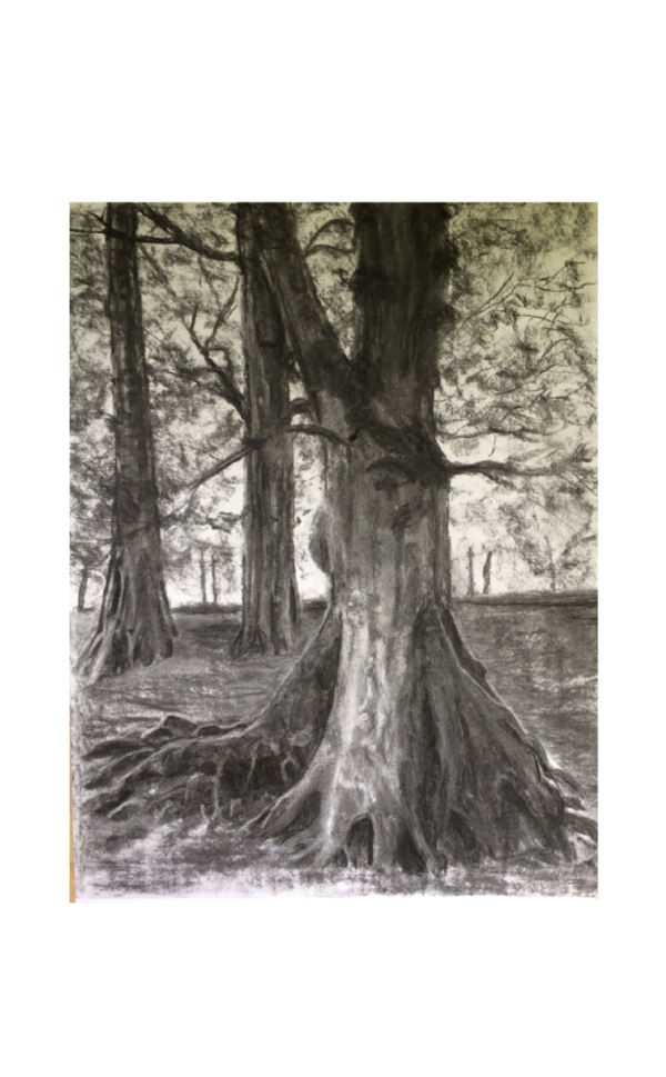 Charcoal drawing of a Bech tree by Maura O Halloran