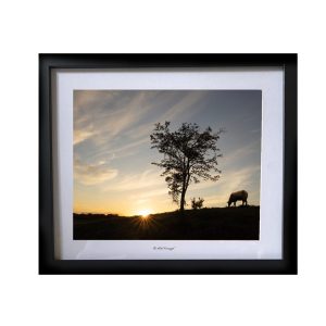 tree, sheep, sunset