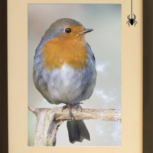 robin, visitor, winter