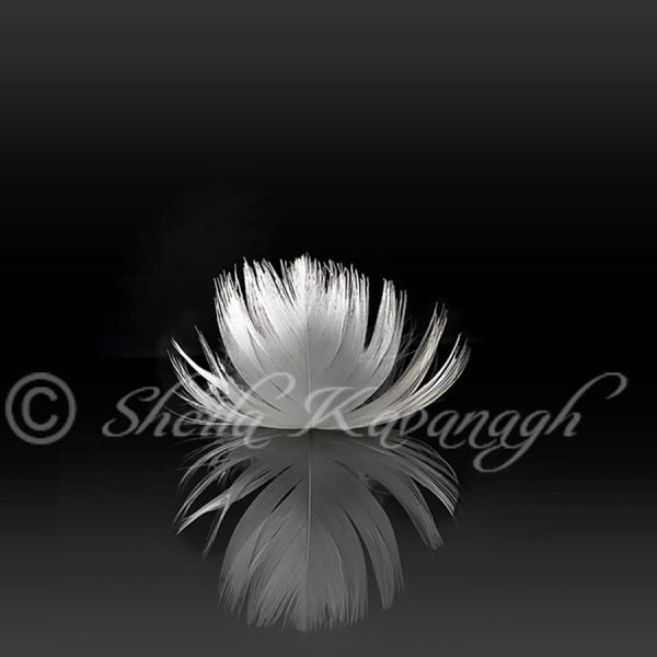 Swan feather casting a perfect horizontal reflection on a back background