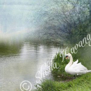 swan standing at the lakeside, mist in the background . intentional camera movement background_Fine Art