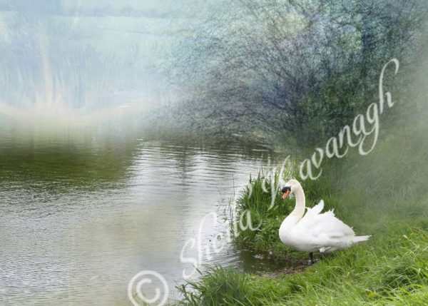 swan standing at the lakeside, mist in the background . intentional camera movement background_Fine Art