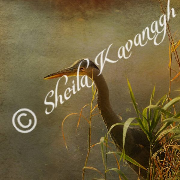 a heron, backlit in some rushes. This product is visually texturized
