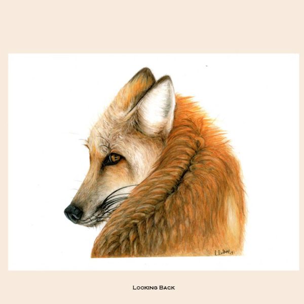Coloured Pencil painting of a fox