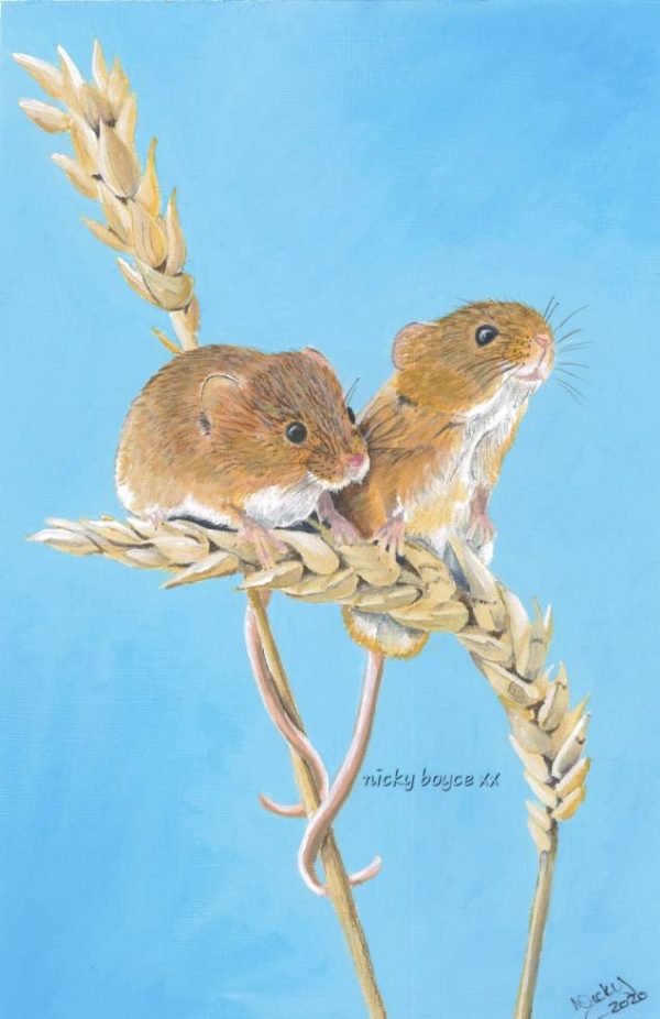 'Harvest Mice on an Ear of Wheat" print