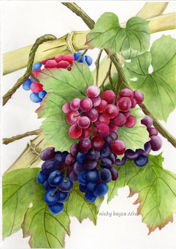 'Grapes and Bamboo" print